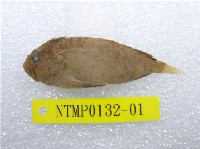 藏品(絨鮋)的圖片